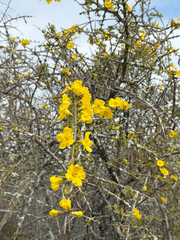 Rhigozum zambesiacum, photograph (c) Rebecca Ryen-Stols, some rights reserved (CC BY-SA)