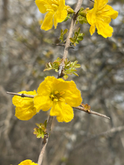 Rhigozum zambesiacum