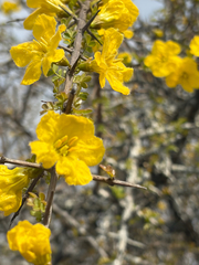 Rhigozum zambesiacum, photograph (c) Rebecca Ryen-Stols, some rights reserved (CC BY-SA)
