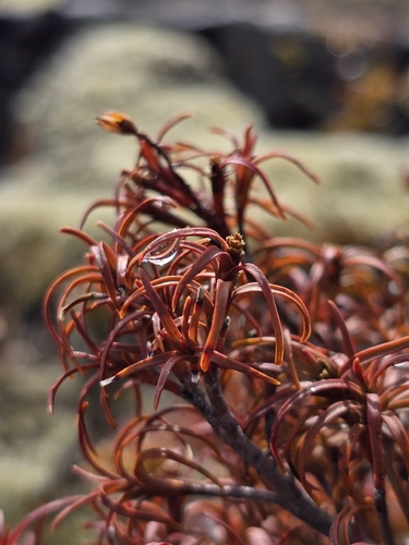 Dracophyllum recurvum observed 2026-08-27