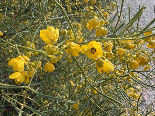 silver senna