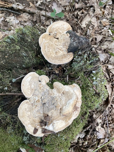Lumpy Bracket