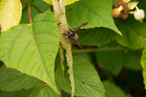 Yellow-legged Hornet