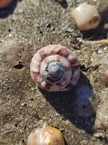 Gibbula magus observed 2026-08-28
