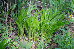 Allium microdictyon