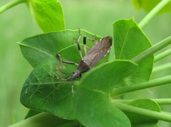 Dicranocephalus albipes