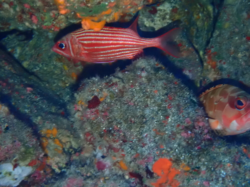 Sargocentron diadema observed 2026-08-24