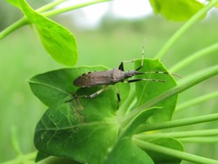 Dicranocephalus albipes
