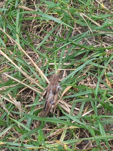 Blue-winged Grasshopper