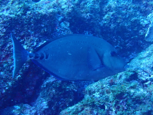 Prionurus scalprum observed 2026-08-24