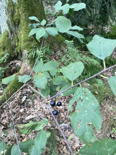 alder buckthorn