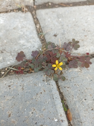 Creeping Woodsorrel