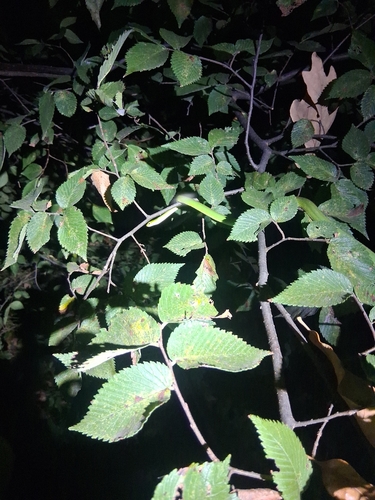 Rough Greensnake