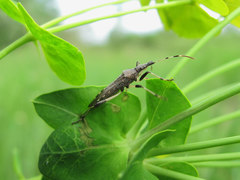 Dicranocephalus albipes