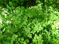 Chaerophyllum temulum