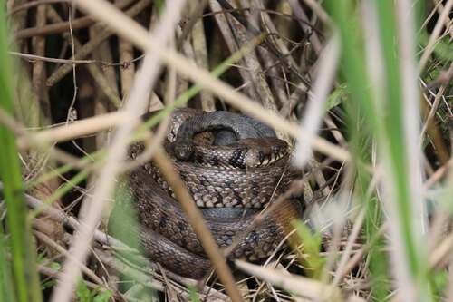 Tessellated Water Snake