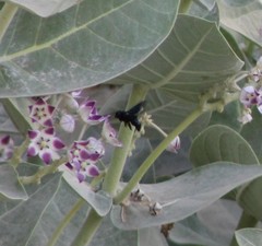 Xylocopa sulcatipes