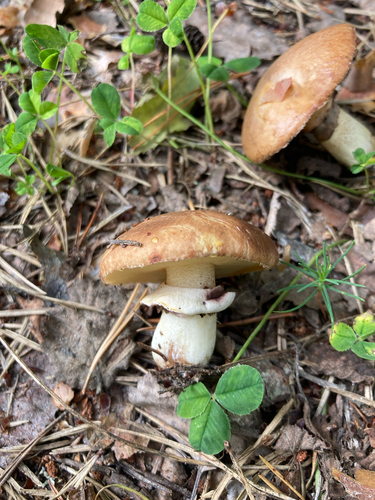 Purple-veiled Slippery Jack