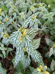 Lamium galeobdolon flavidum