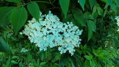 Sambucus nigra