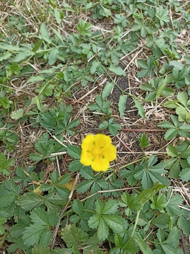Creeping cinquefoil