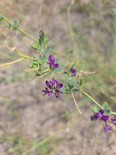 Alfalfa