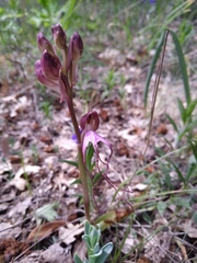 Himantoglossum comperianum