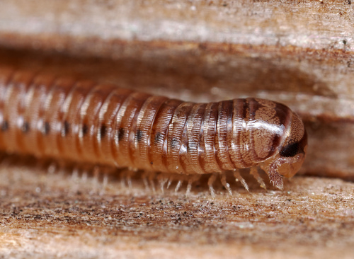 Blunt-tailed Snake Millipede photo 6