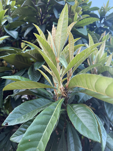 Loquat