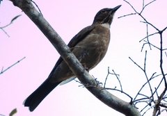 Turdus assimilis