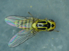 Chlorops hypostigma