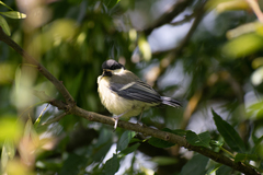 Parus major major