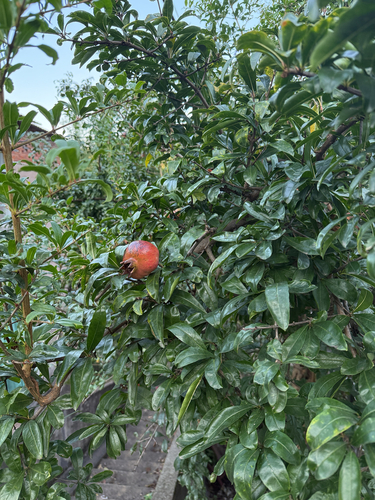 pomegranate
