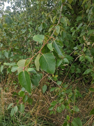 black cottonwood