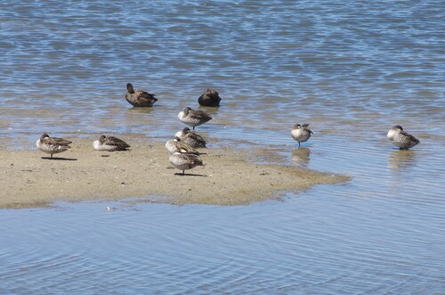 iNaturalist image