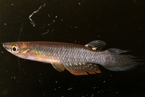 Whitespot