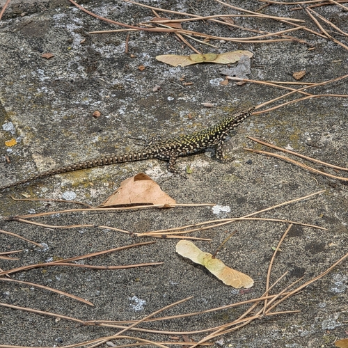 Common Wall Lizard