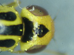 Chlorops hypostigma
