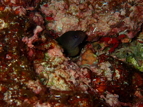 Gymnothorax buroensis observed 2026-08-24