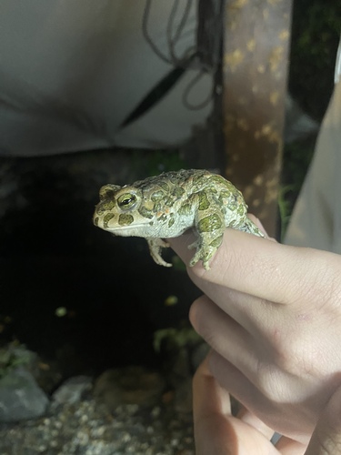 Green Toad