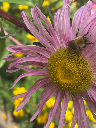 Common Carder Bumble Bee