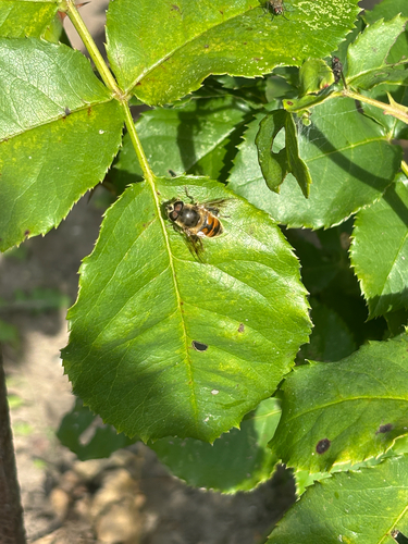 Common Drone Fly