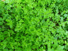 Moehringia trinervia