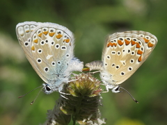 Polyommatus celina
