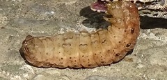 Noctua fimbriata