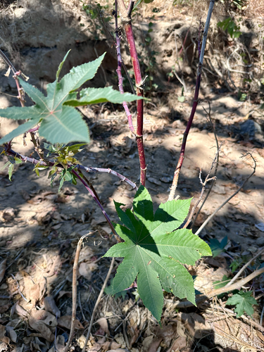 castor bean