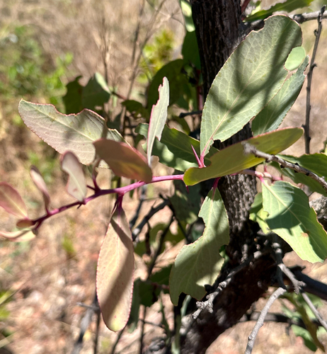 confetti spikethorn
