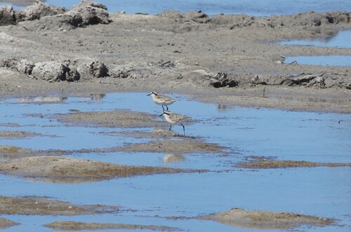 iNaturalist image