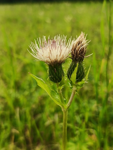 Cirsium × tataricum