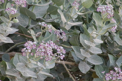 Xylocopa sulcatipes